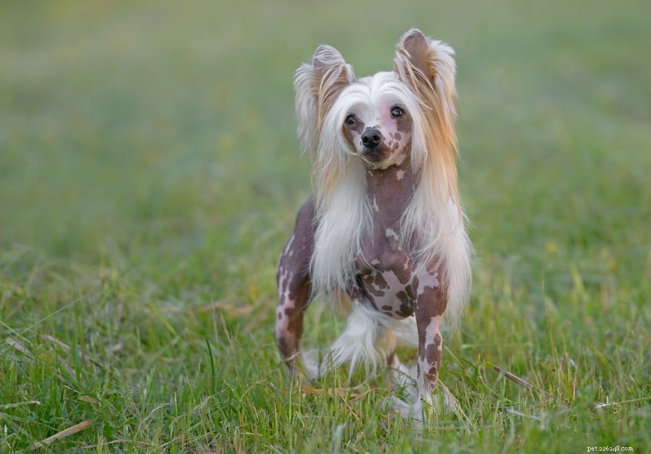 Crested cinese:caratteristiche e cure della razza canina