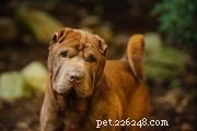 Chinese Naakthond:kenmerken en verzorging van hondenrassen