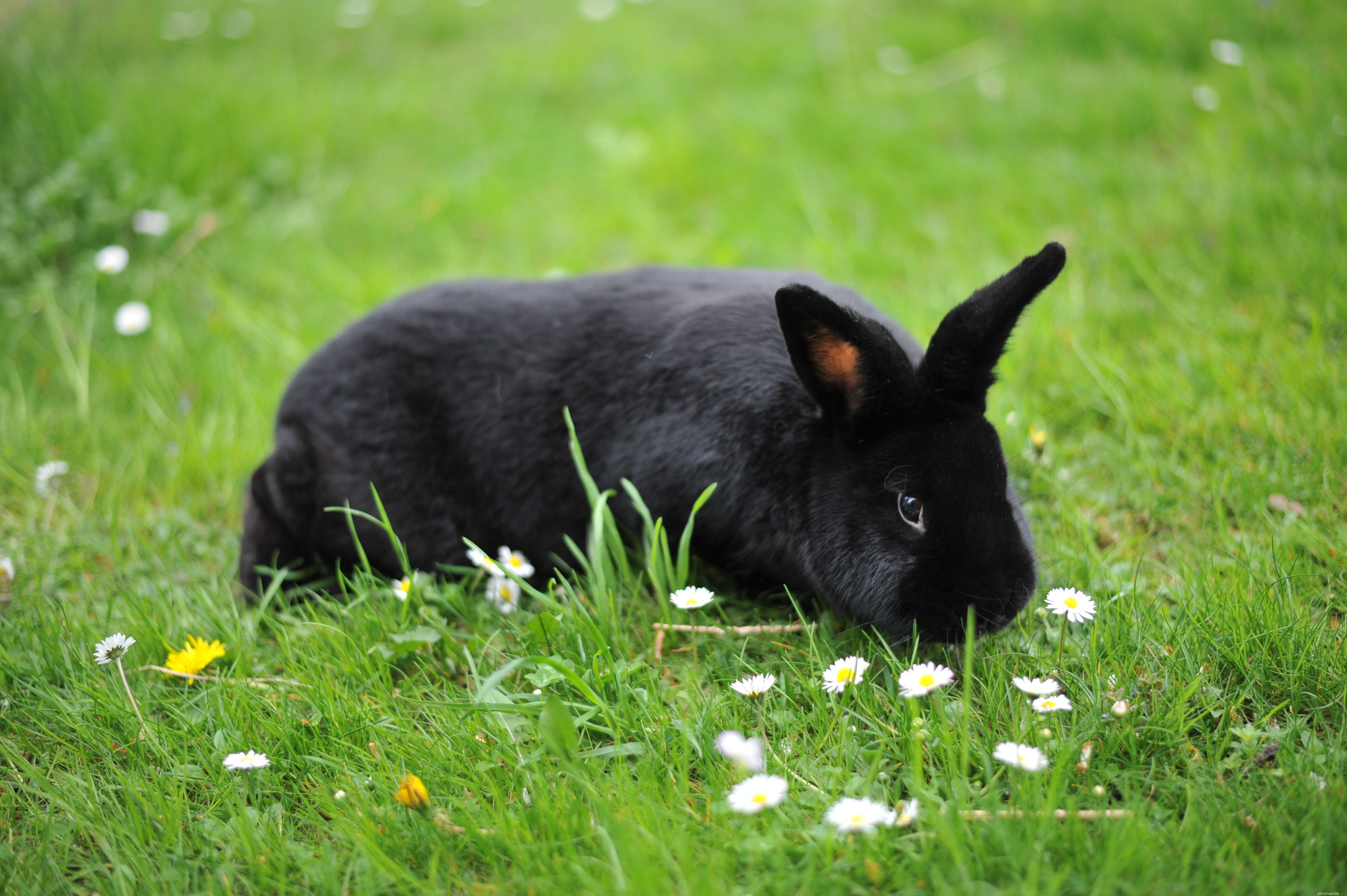43 konijnenrassen om als huisdier te houden