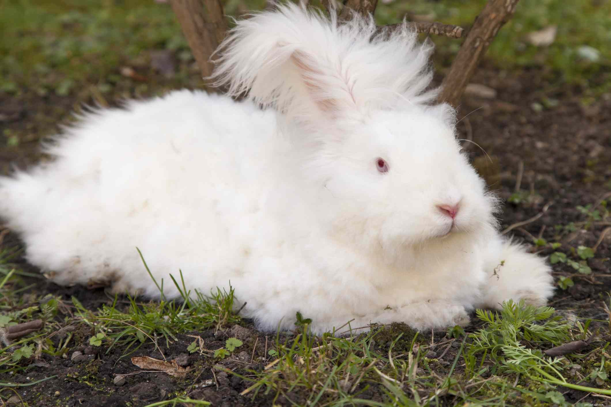 ペットとして飼う43匹のウサギの品種 