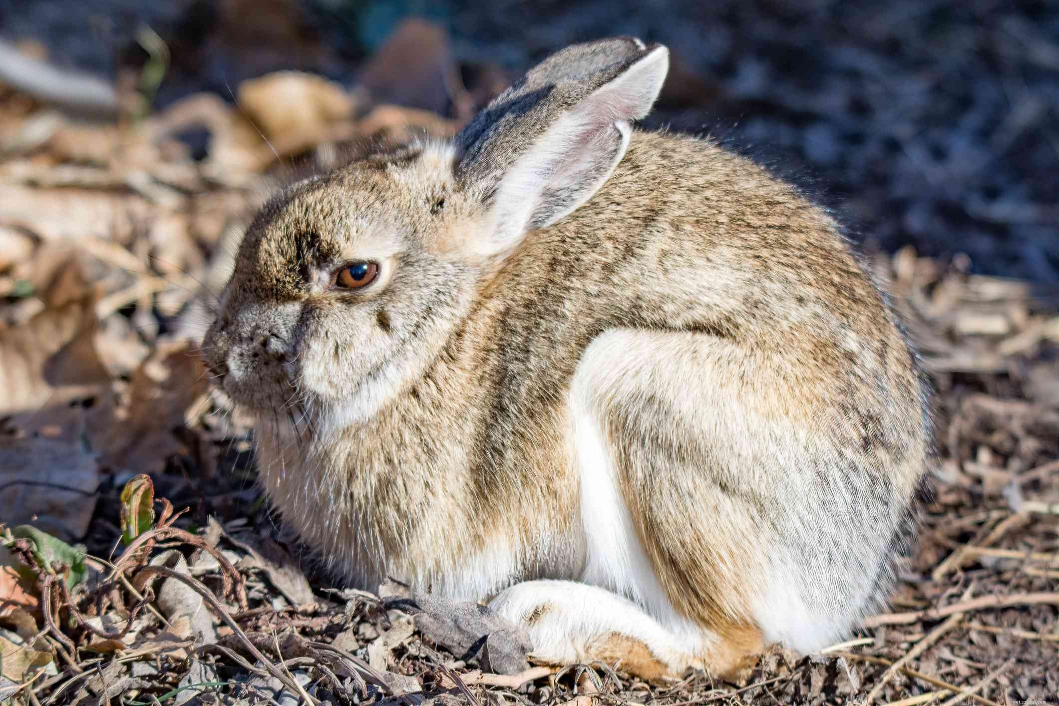 43 kaninraser att hålla som husdjur