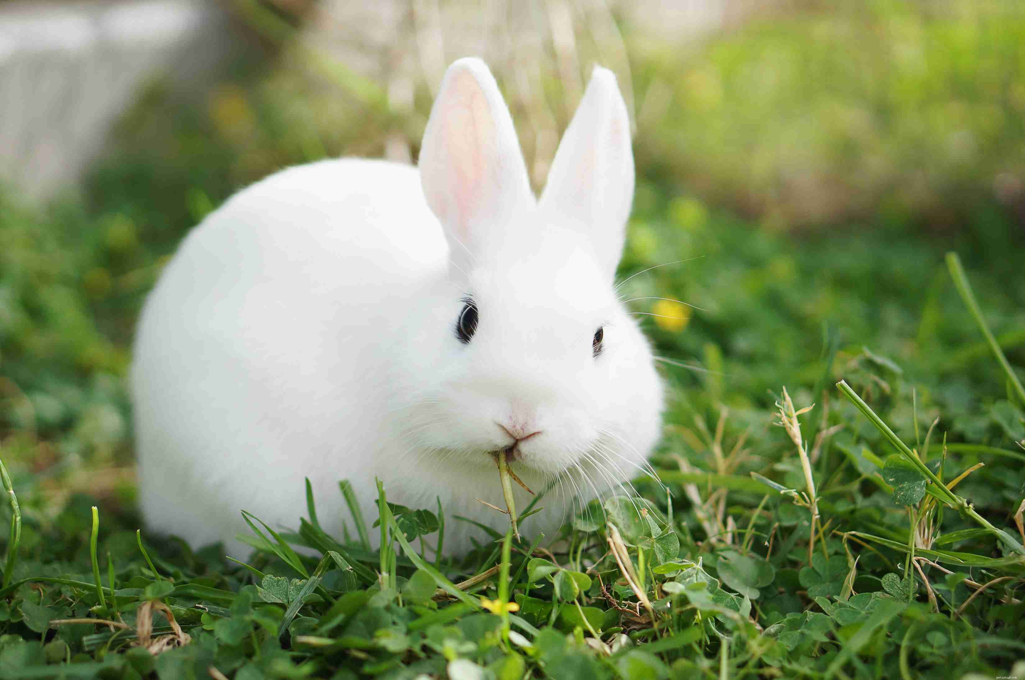 43 races de lapins à garder comme animaux de compagnie