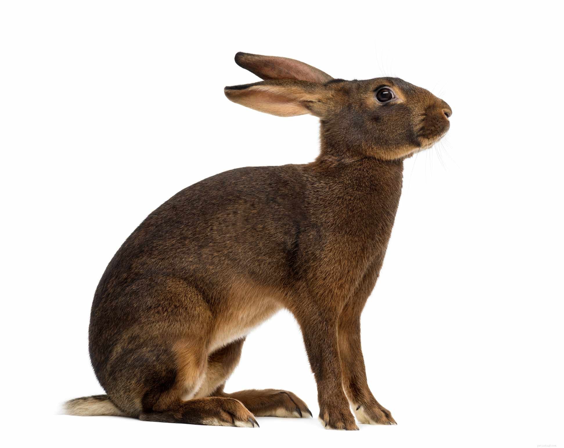 애완동물로 키울 수 있는 토끼 품종 43종
