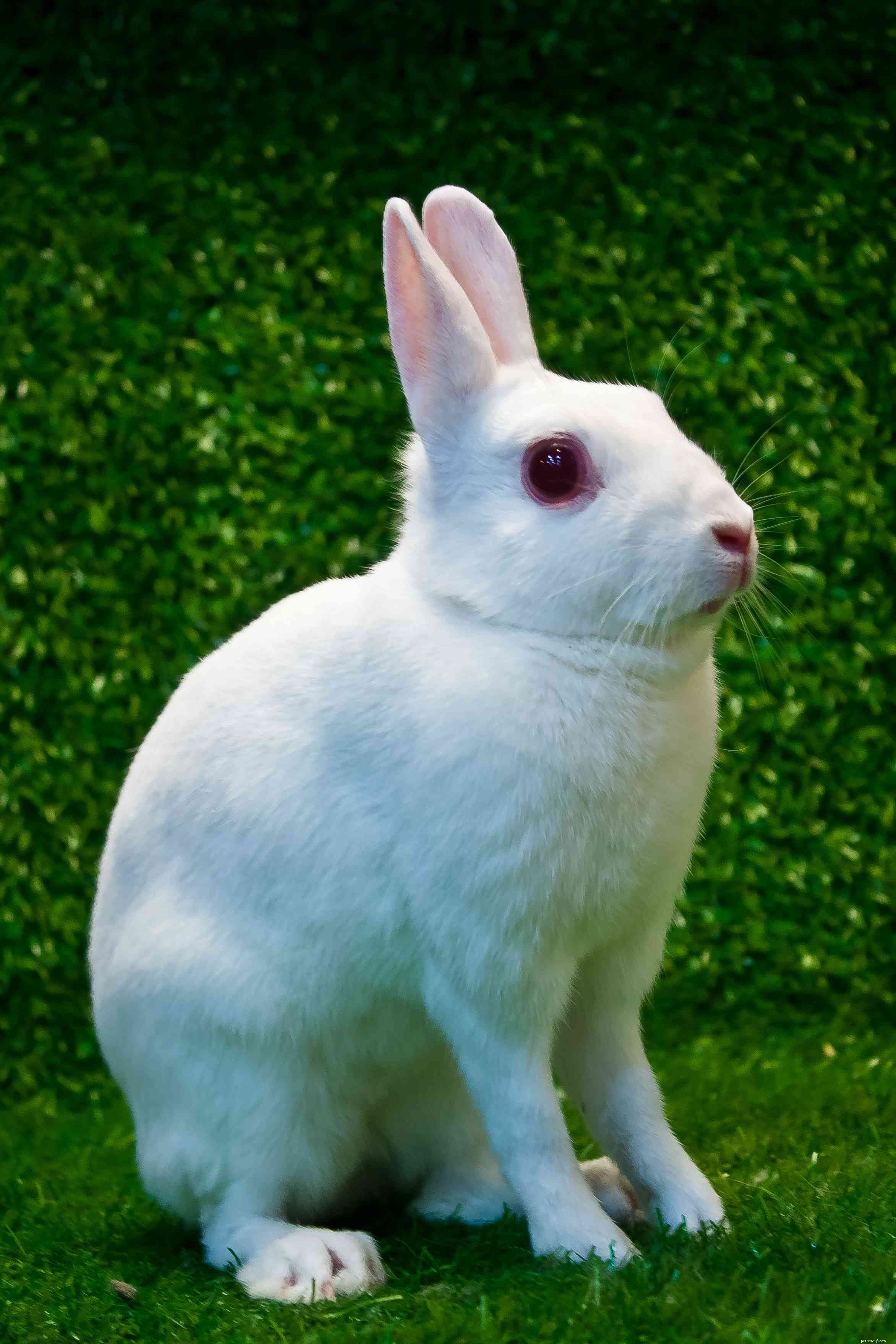 43 konijnenrassen om als huisdier te houden
