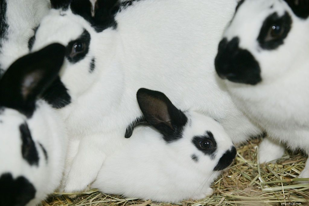 43 králičích plemen k chovu jako domácí mazlíčci