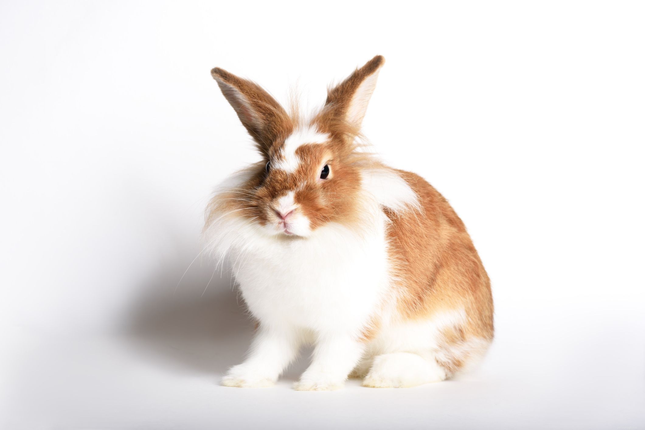 43 породы кроликов для домашнего содержания