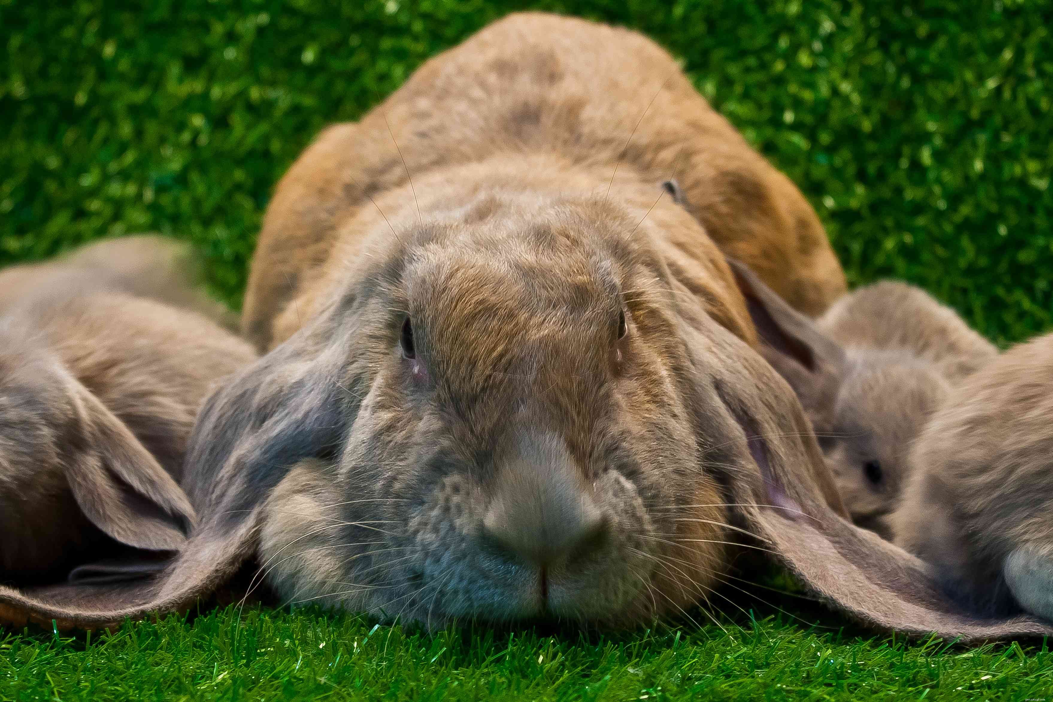 43 raças de coelhos para manter como animais de estimação