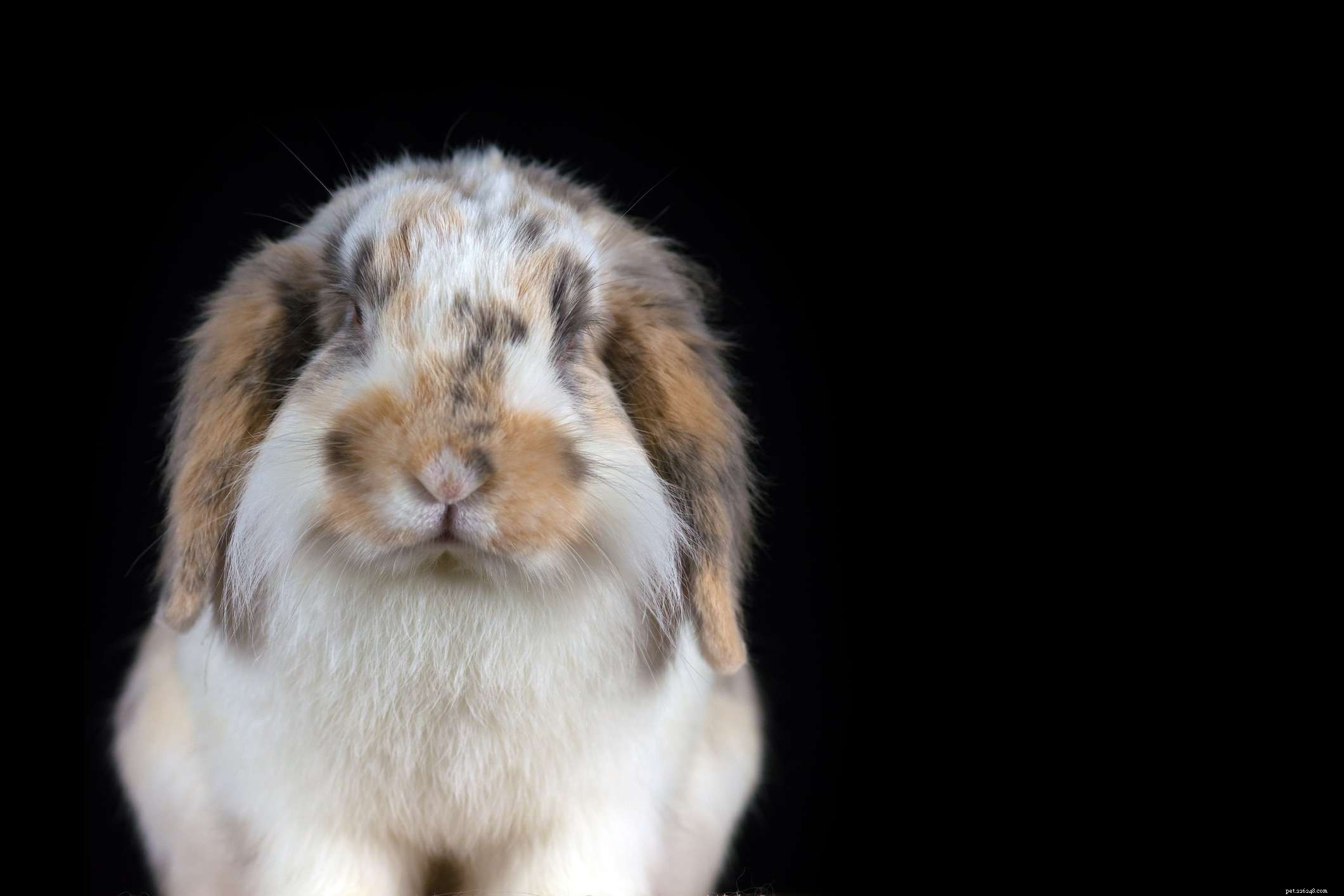 43 kaninraser att hålla som husdjur