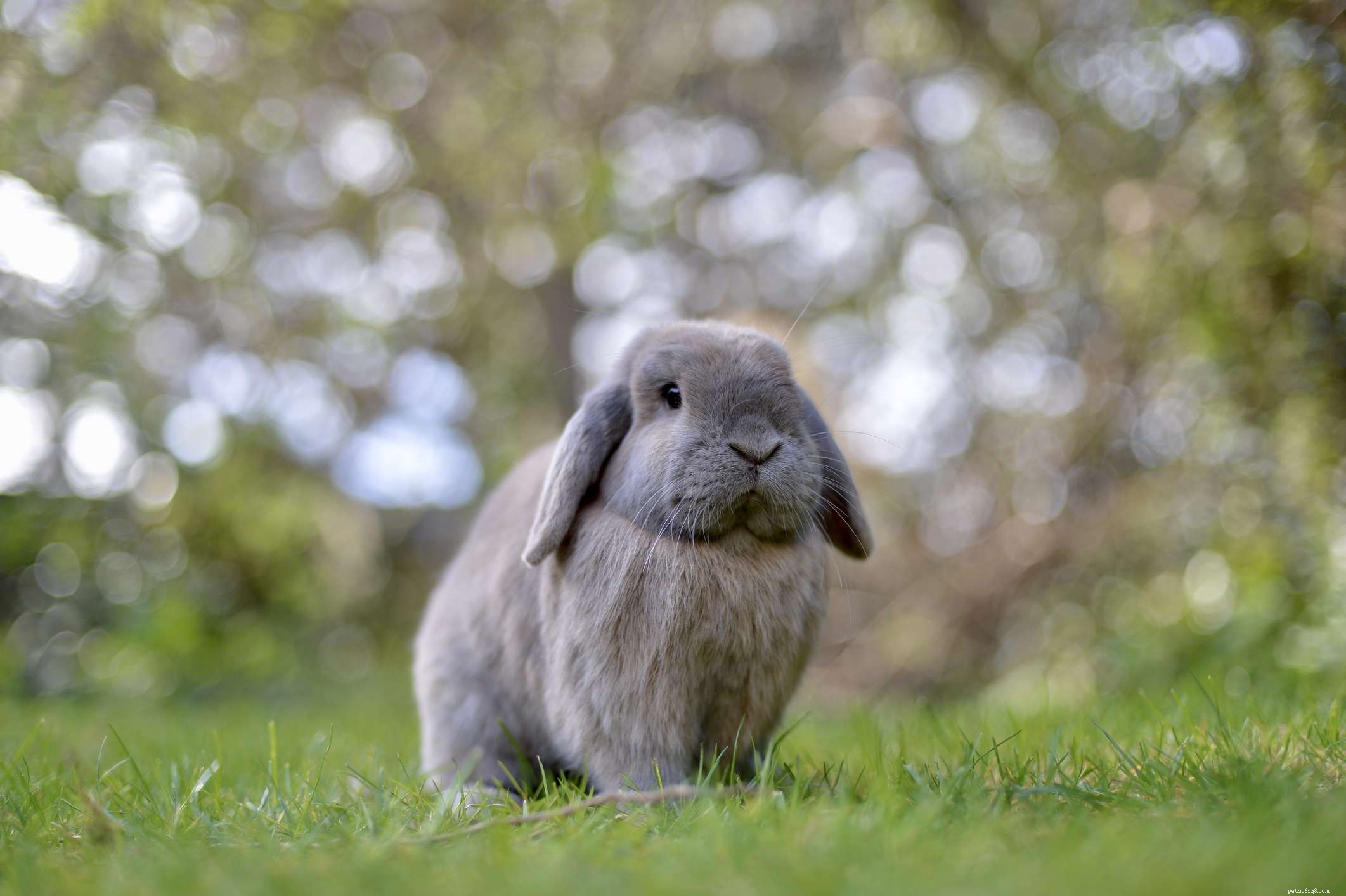 43 razze di conigli da tenere come animali domestici