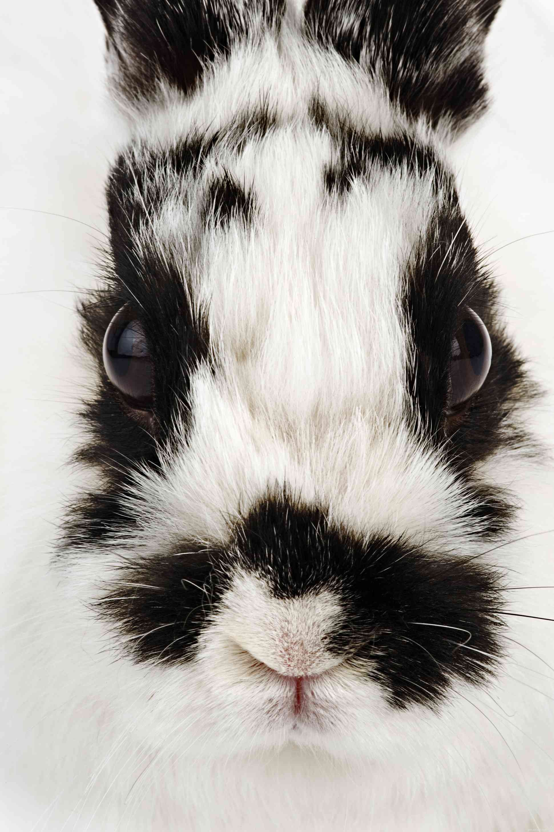43 razze di conigli da tenere come animali domestici