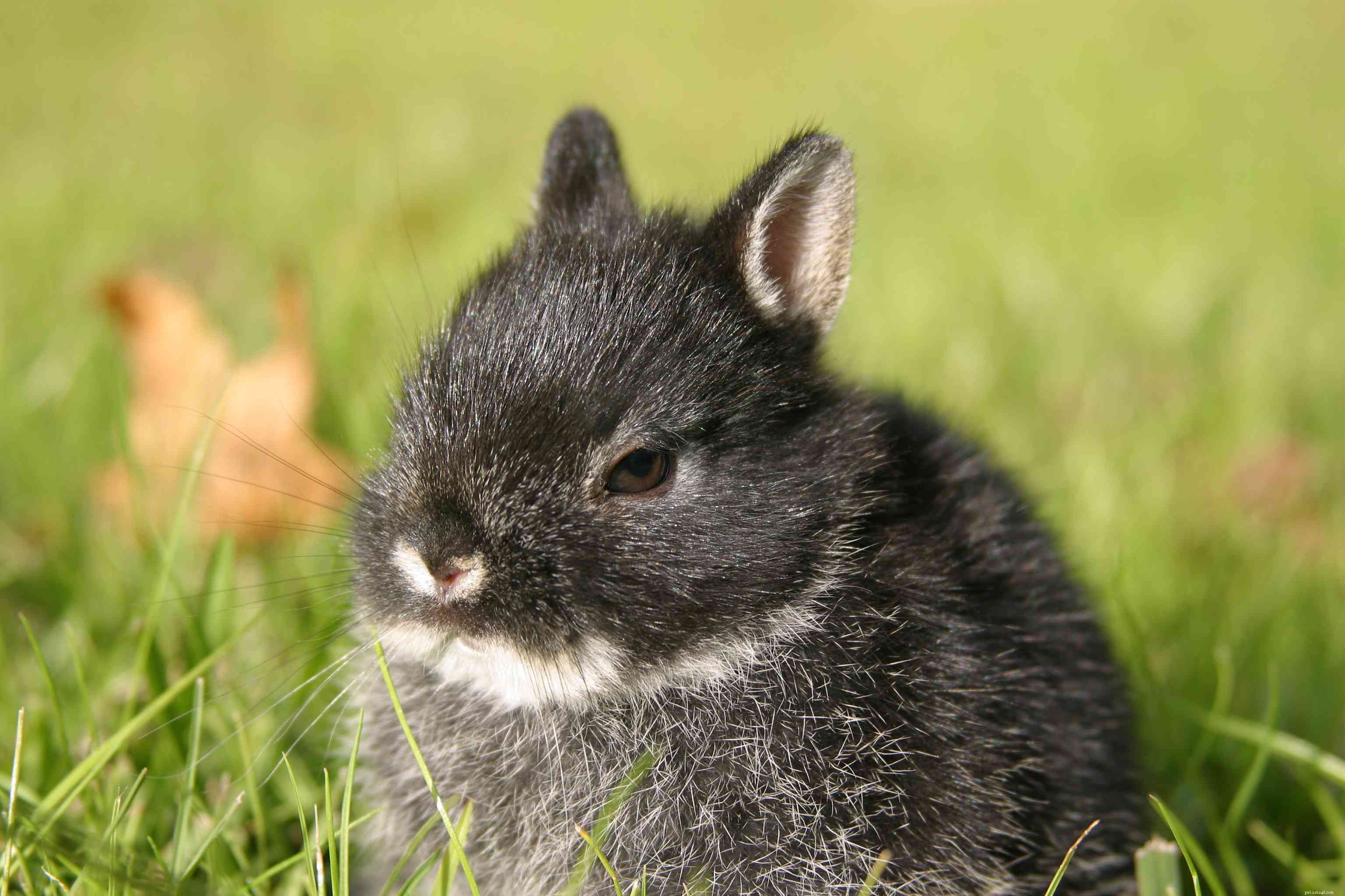 애완동물로 키울 수 있는 토끼 품종 43종