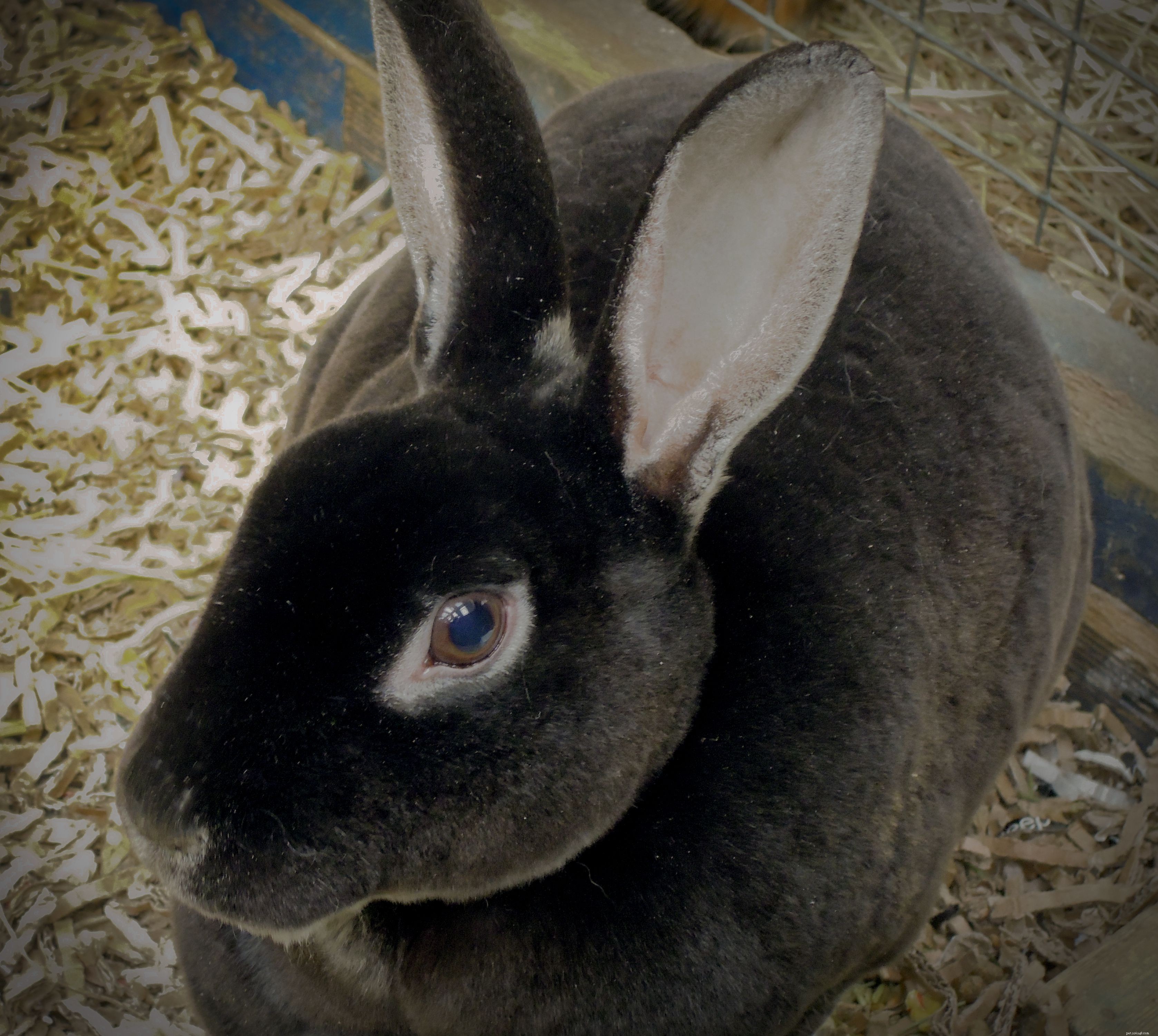 43 raças de coelhos para manter como animais de estimação
