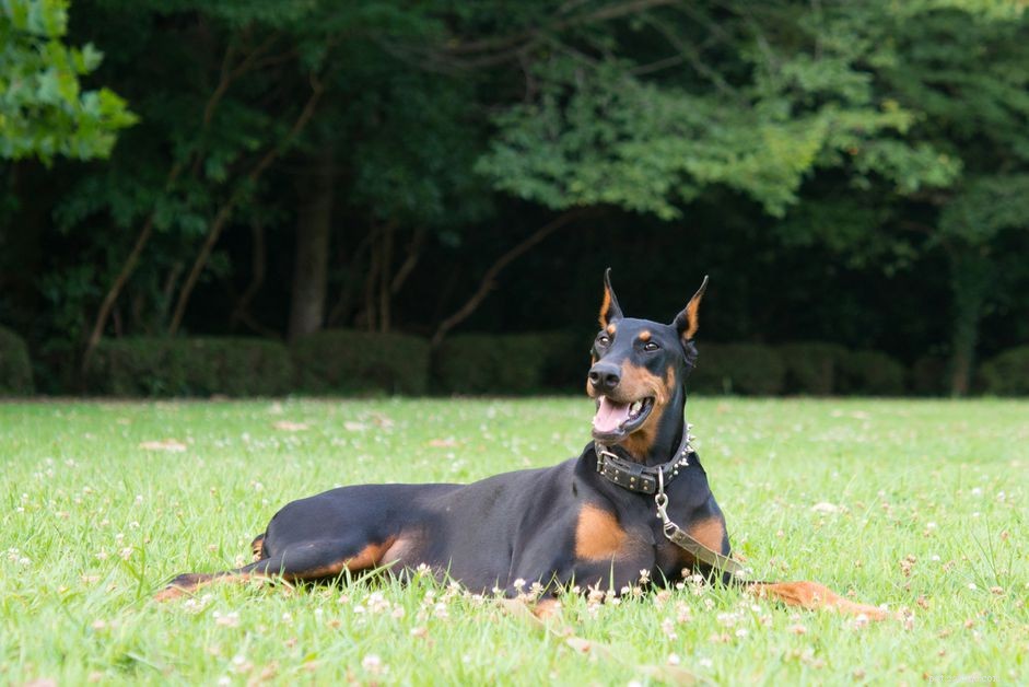 Dobermann Pinscher (Dobie):kenmerken en verzorging van hondenrassen