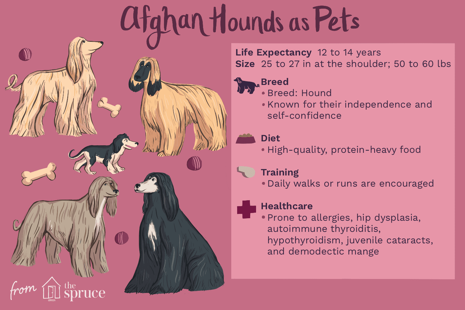 Lévrier afghan :caractéristiques et soins de la race de chien