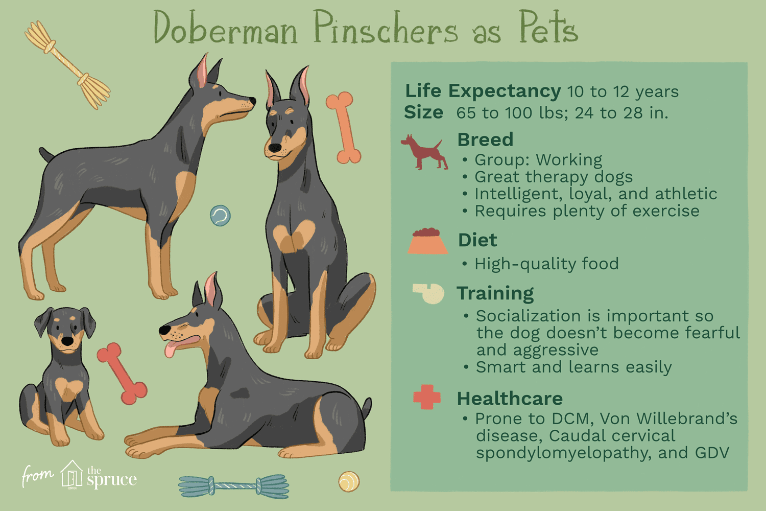 Doberman Pinscher (Dobie):características e cuidados da raça do cão