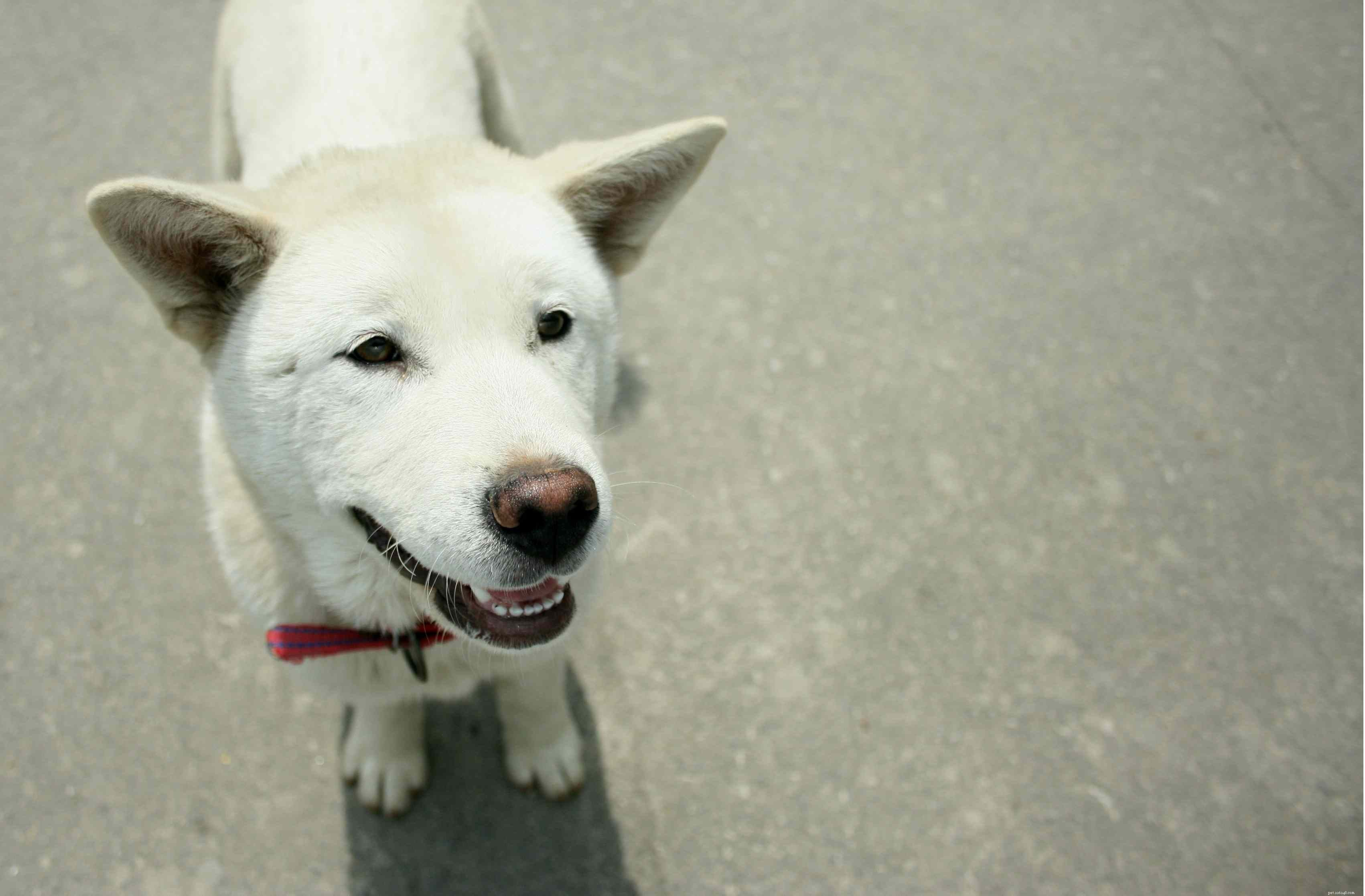 Coreano Jindo:características e cuidados da raça do cão