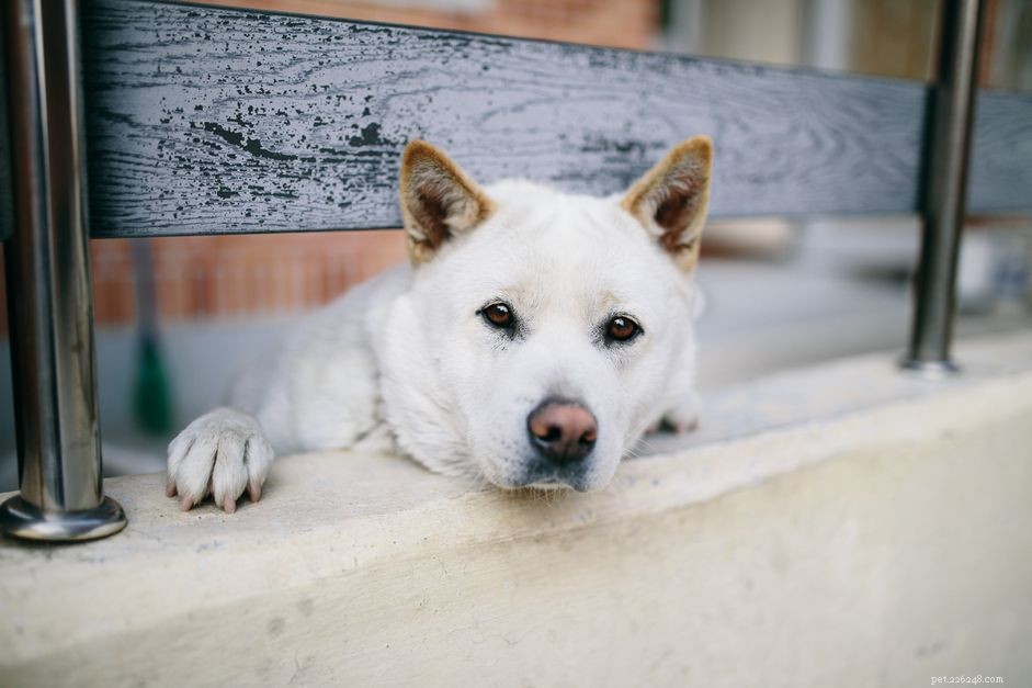 珍島犬：犬の品種の特徴とケア 