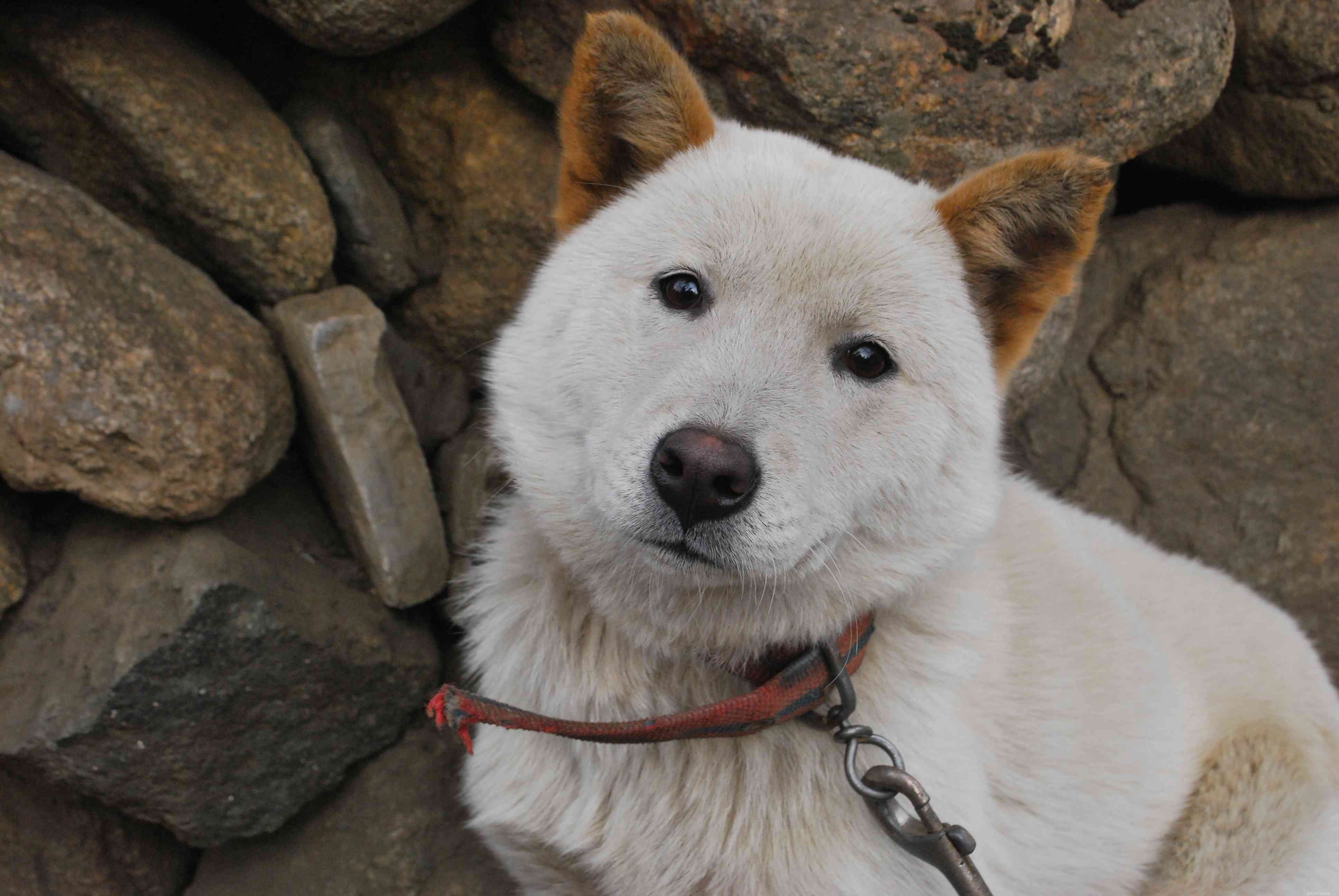 Korean Jindo:caratteristiche e cure della razza canina