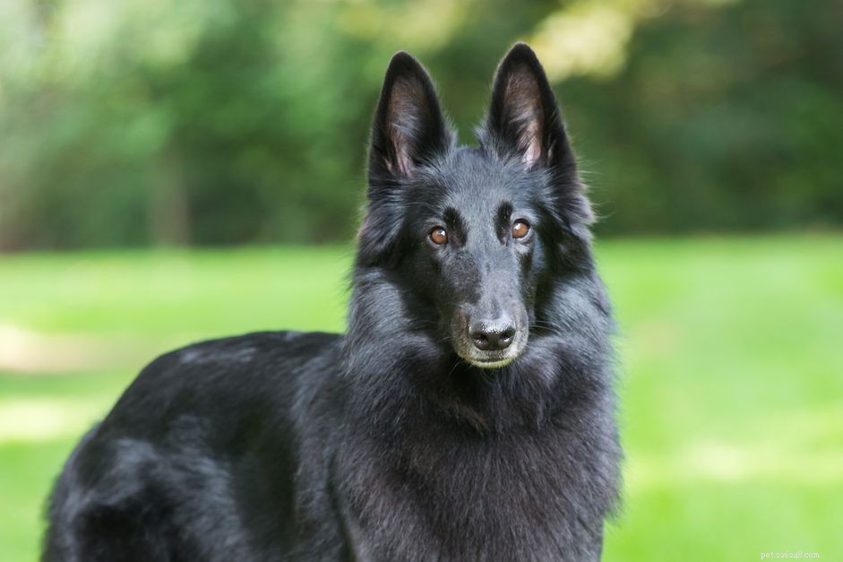 Belgische herdershond:hondenrasprofiel