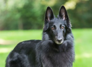 ベルギーの牧羊犬：犬の品種のプロファイル 