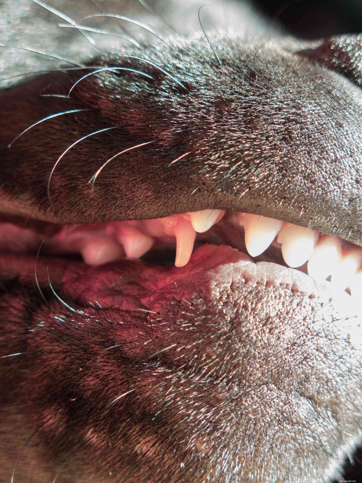 Co dělat, pokud má váš dospělý pes stále dětské zuby