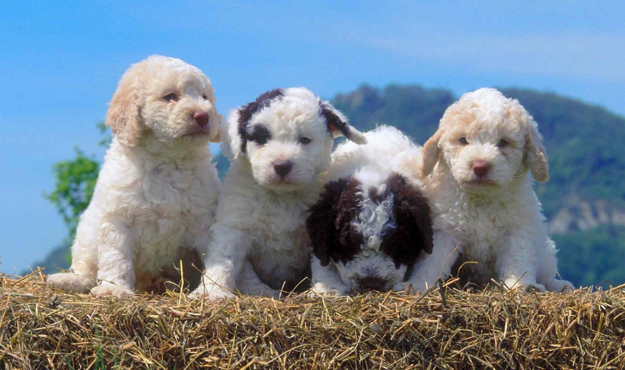 Lagotto Romagnolo:caratteristiche e cura della razza canina