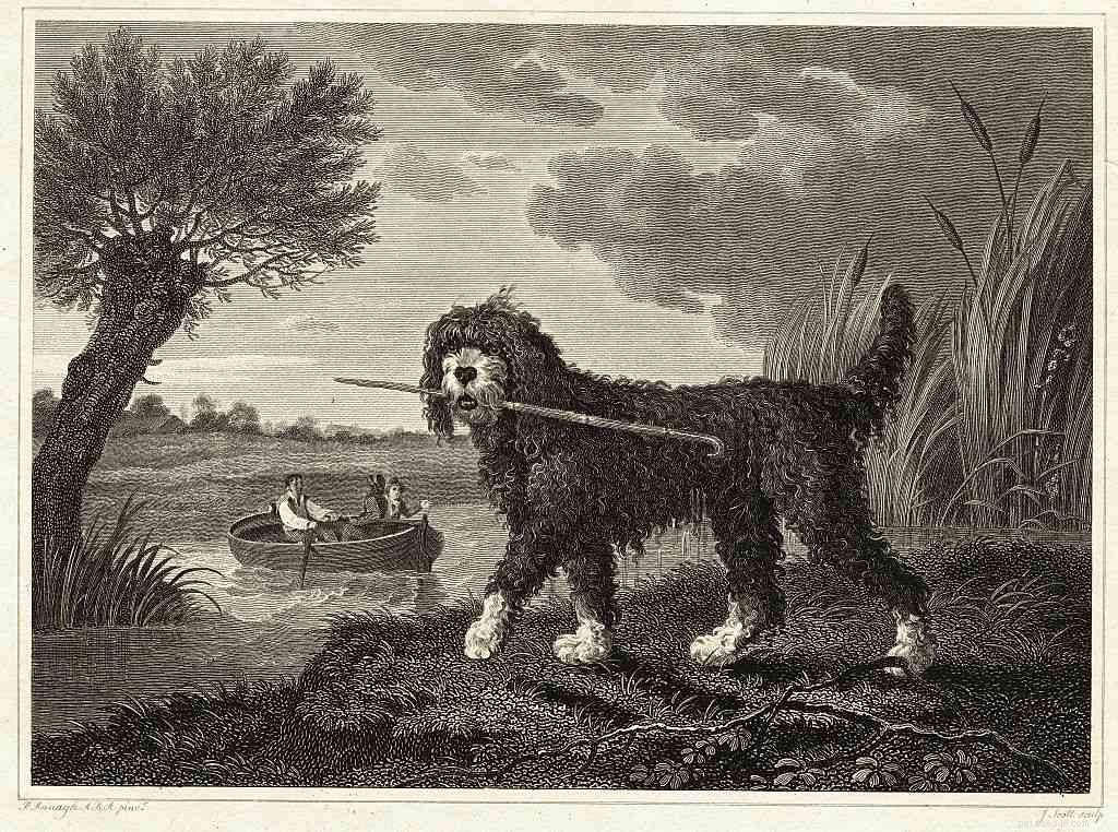 Lagotto Romagnolo：犬の品種の特徴とケア 