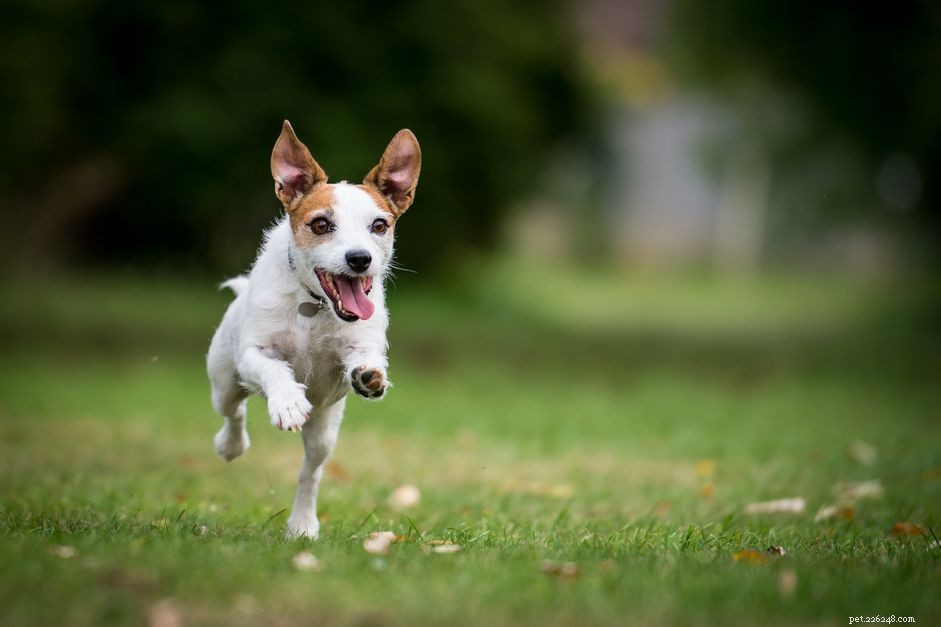 Jack Russell Terrier:caratteristiche e cure della razza canina