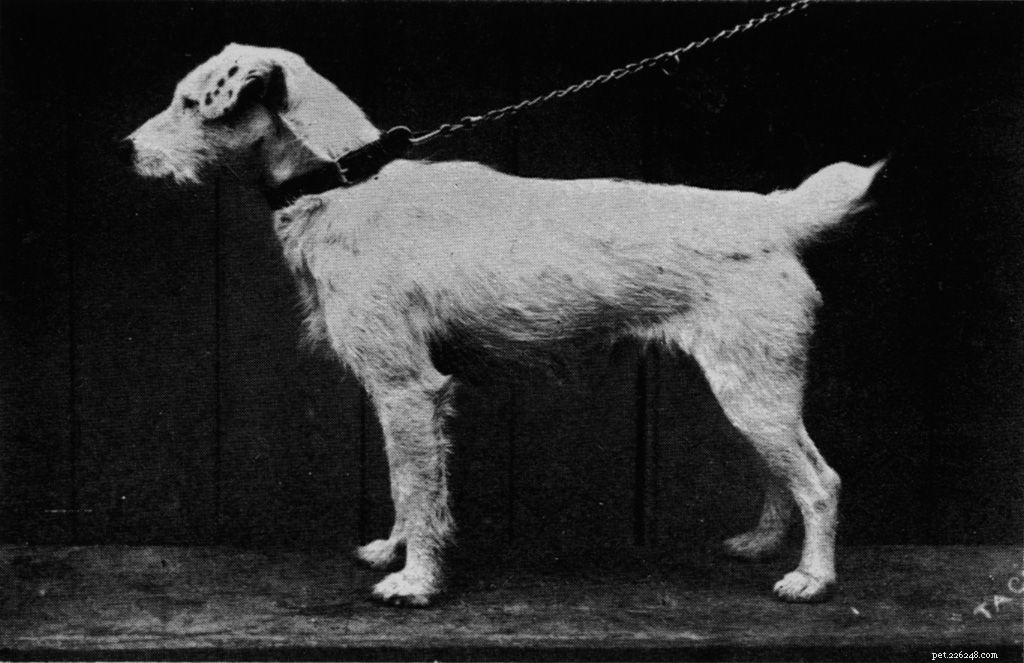 ジャックラッセルテリア：犬の品種の特徴とケア 