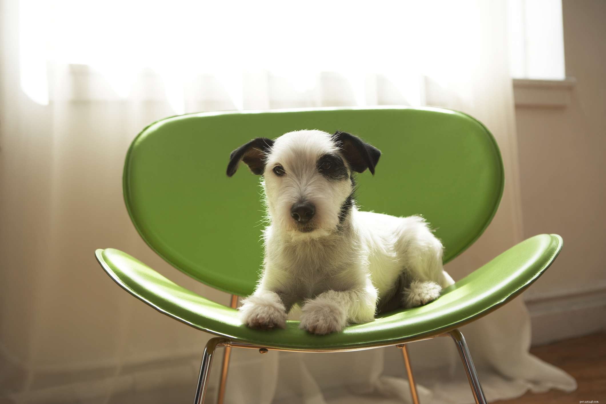Jack Russell Terrier:Hundrasegenskaper och skötsel