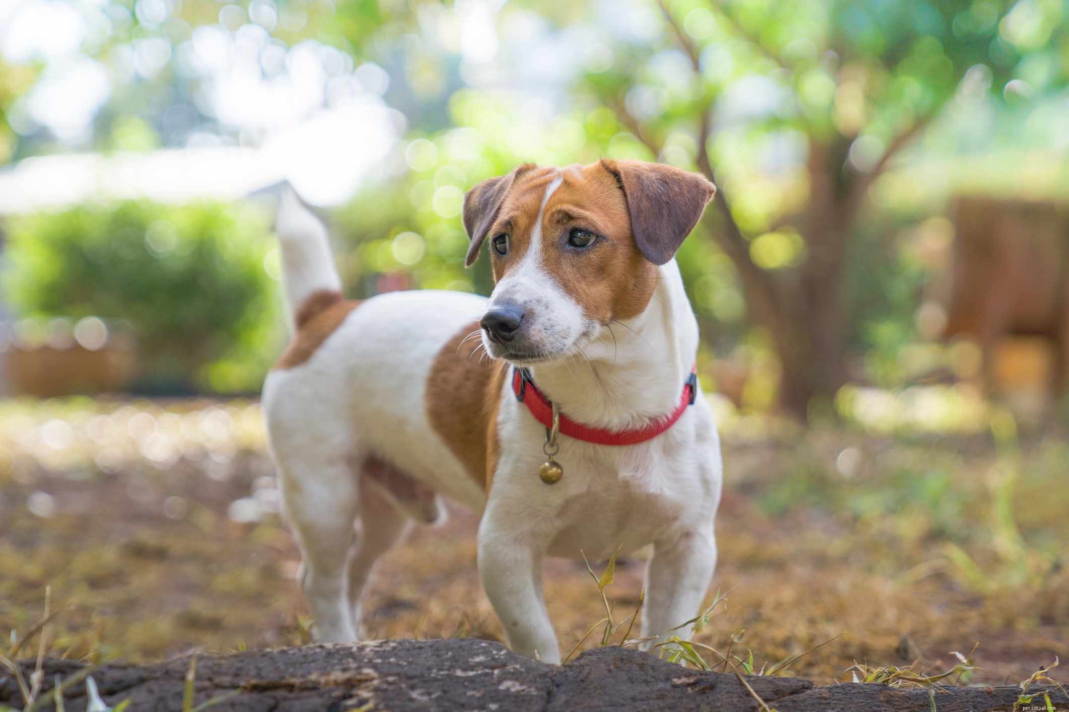 Jack Russell Terrier:caratteristiche e cure della razza canina