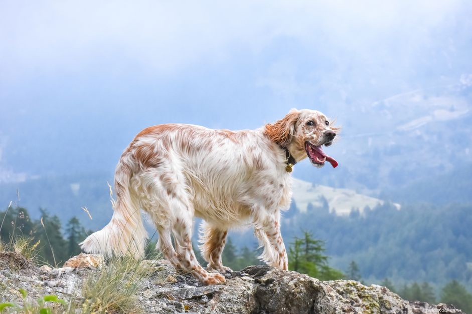 잉글리쉬 세터:개 품종 특성 및 관리