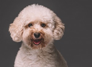 Caniche nain :caractéristiques et soins des races de chiens