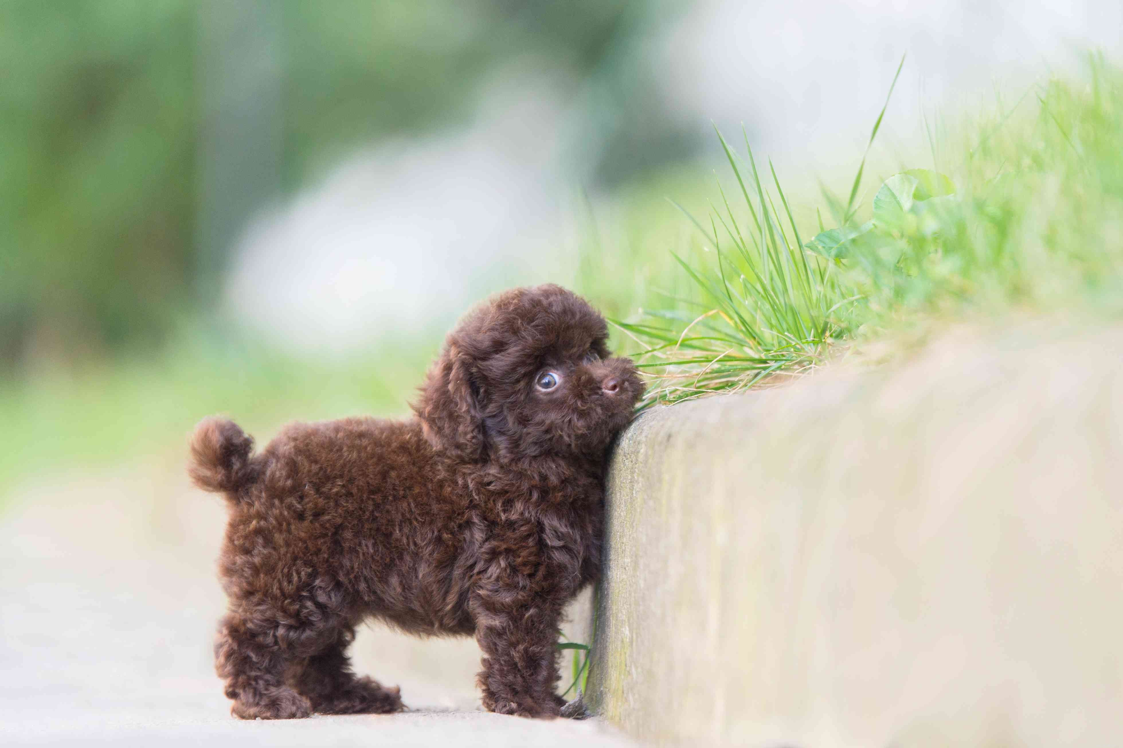 Caniche nain :caractéristiques et soins des races de chiens