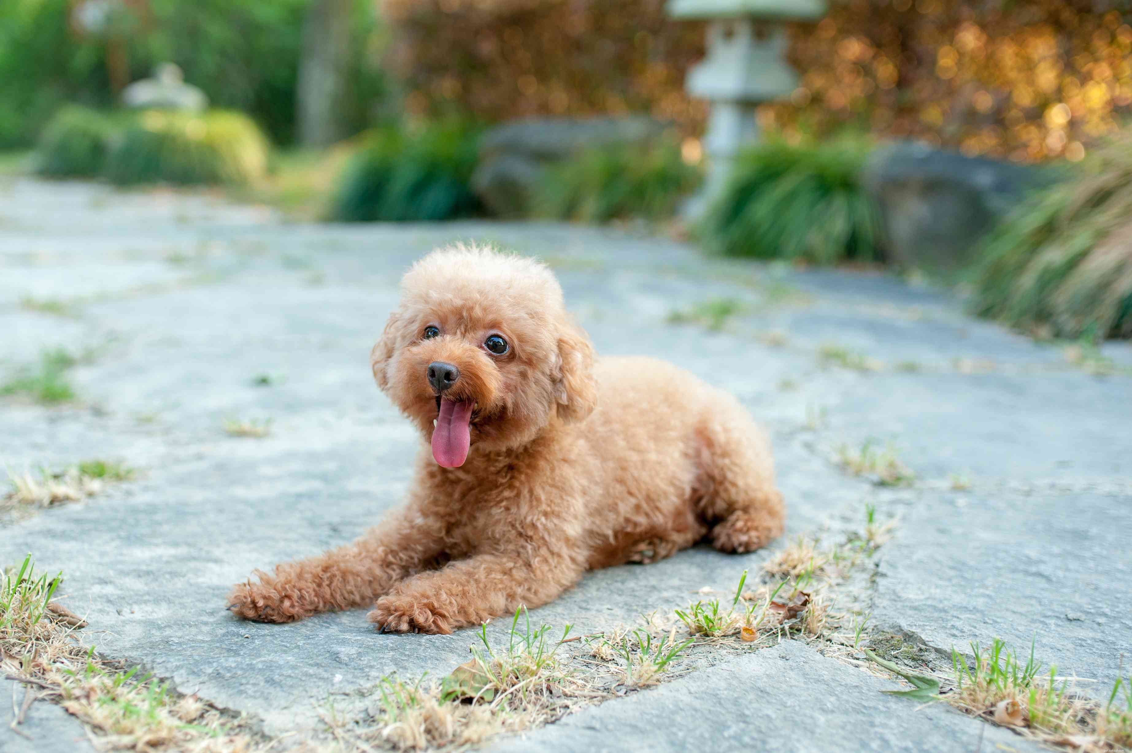 Poodle toy:características e cuidados da raça do cão