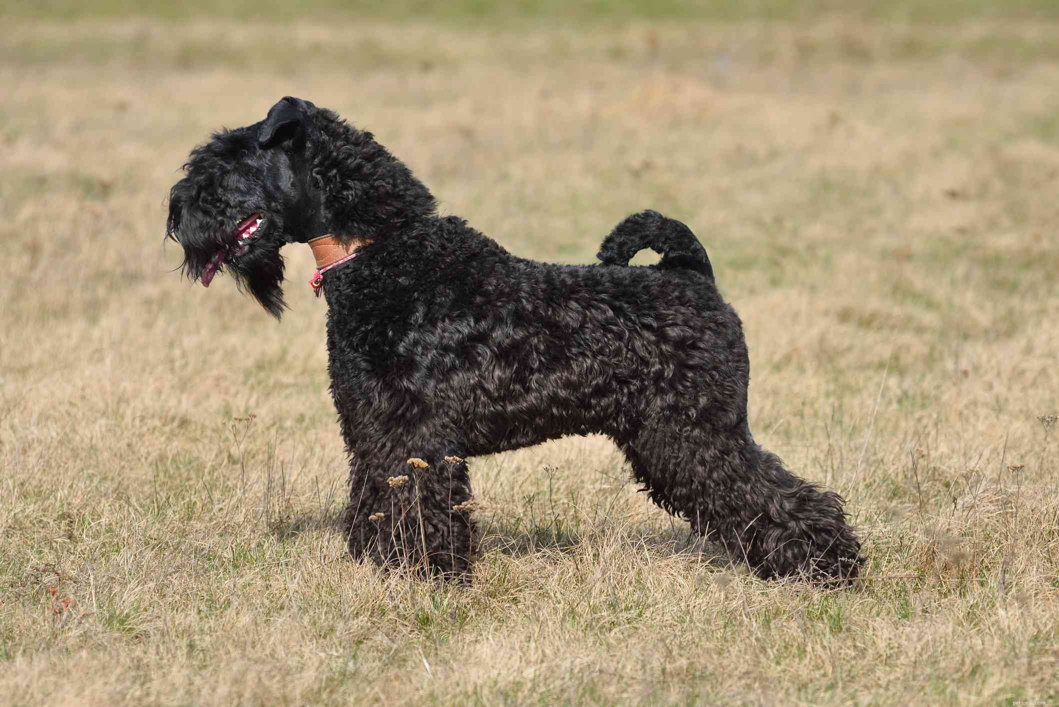 Kerry Blue Terrier:caratteristiche e cure della razza canina