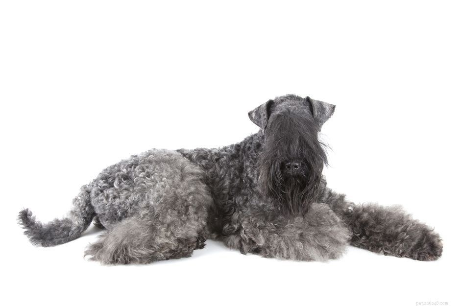 Kerry Blue Terrier:características e cuidados da raça do cão