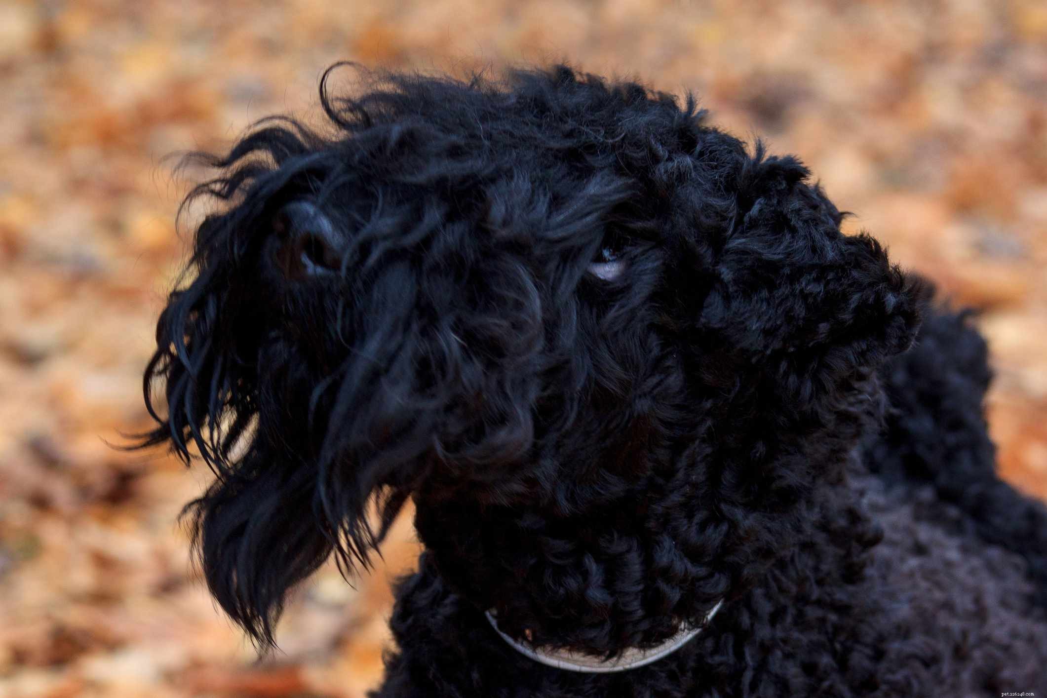 Kerry Blue Terrier:características e cuidados da raça do cão