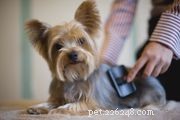 Керри-блю-терьер:характеристики породы собак и уход за ними