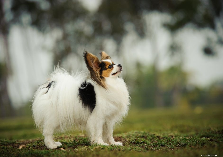 Папийон:характеристики породы собак и уход за ними