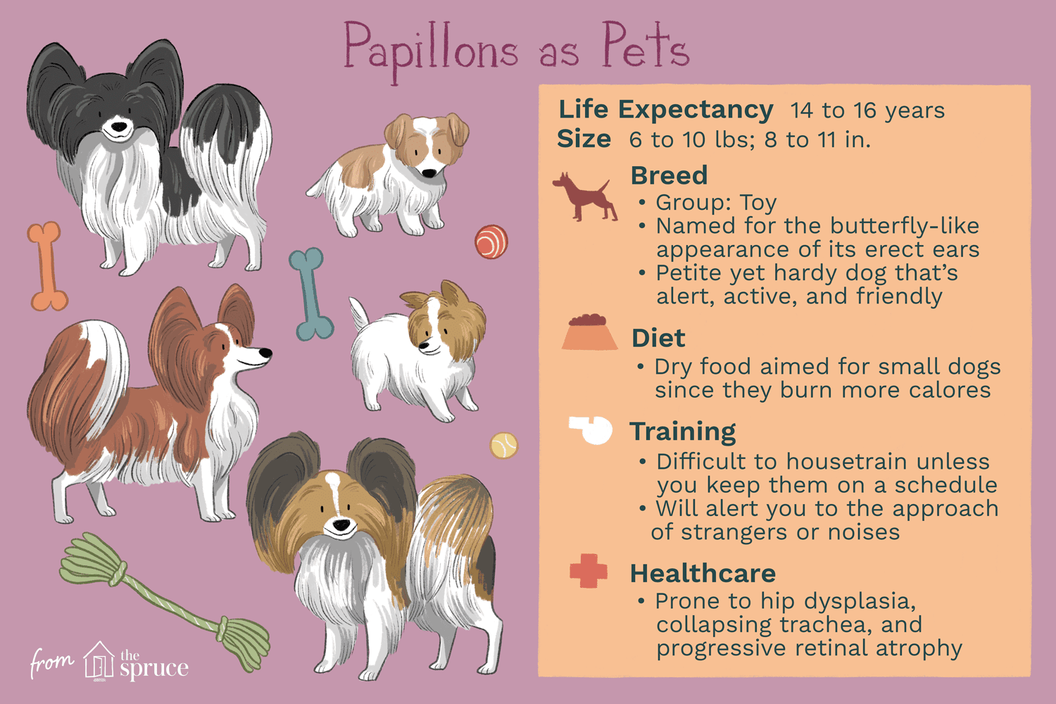 Papillon:Charakteristika a péče o psí plemeno