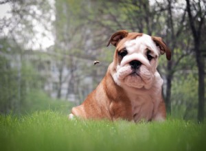 Comment traiter les réactions allergiques chez les chiens