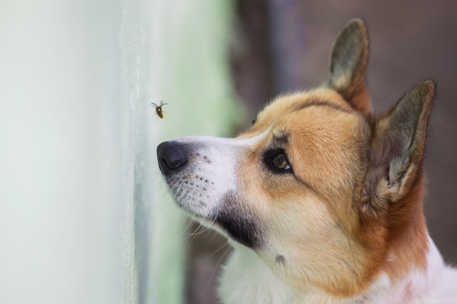 Vad du ska göra om din hund har nässelfeber