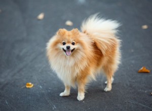 Немецкий шпиц:характеристики породы собак и уход за ними