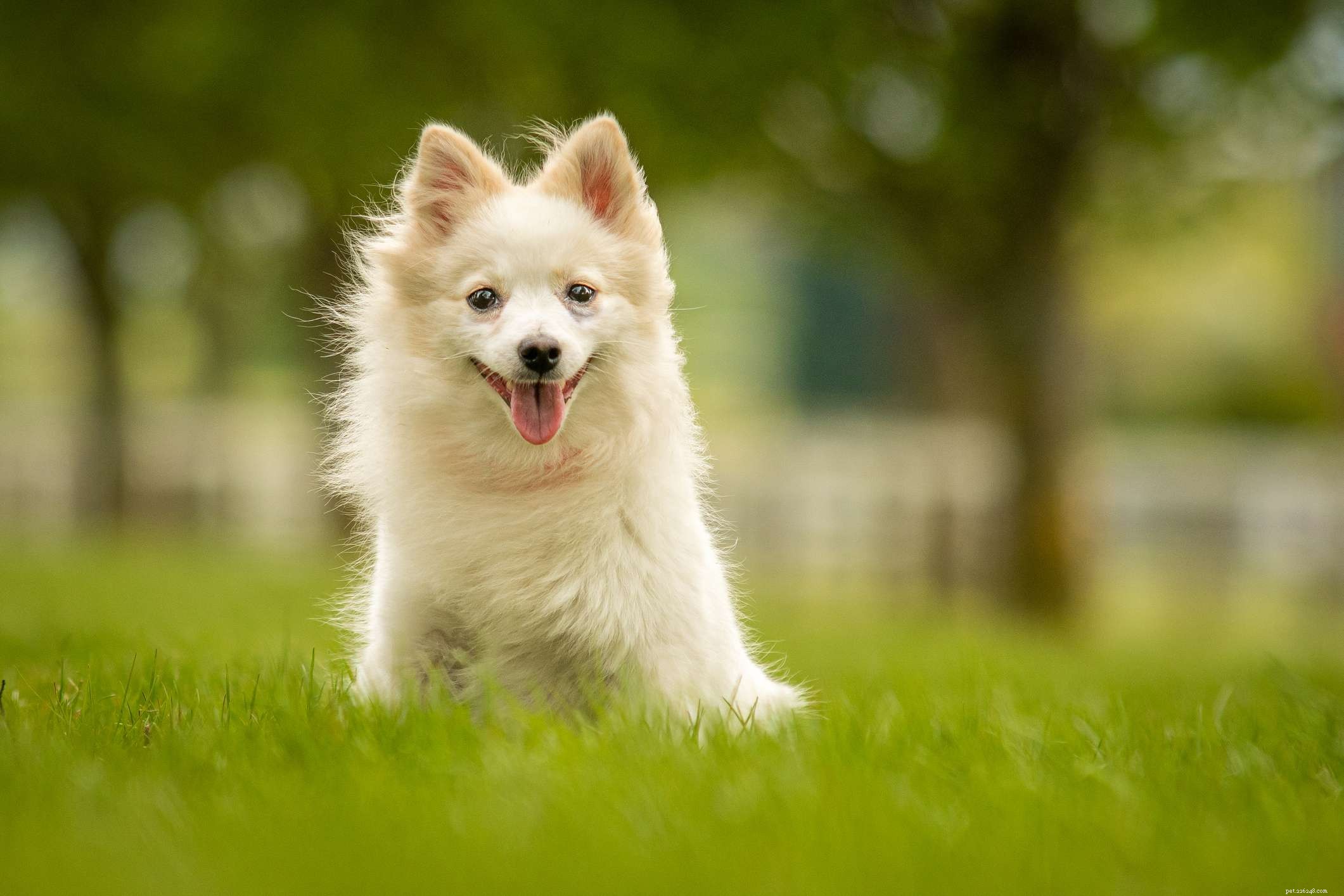 Spitz allemand :caractéristiques et soins de la race de chien