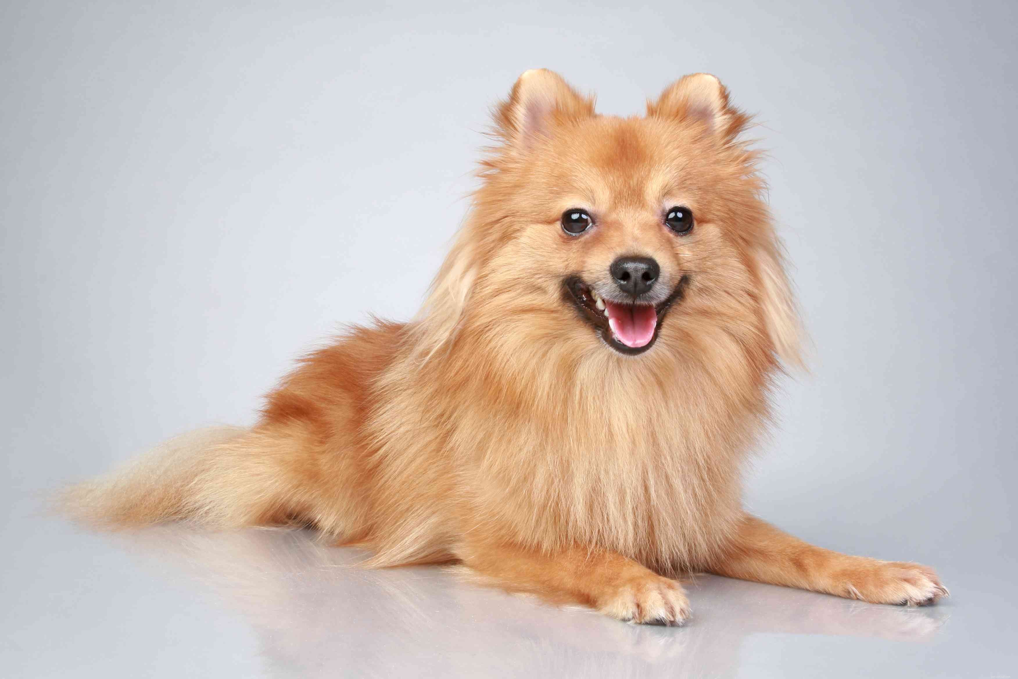 German Spitz：Dog Breed Features＆Care