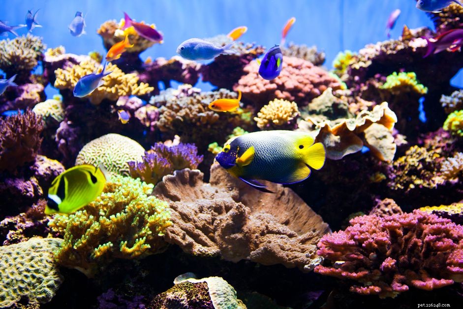 Che cos è un Reef Tank?