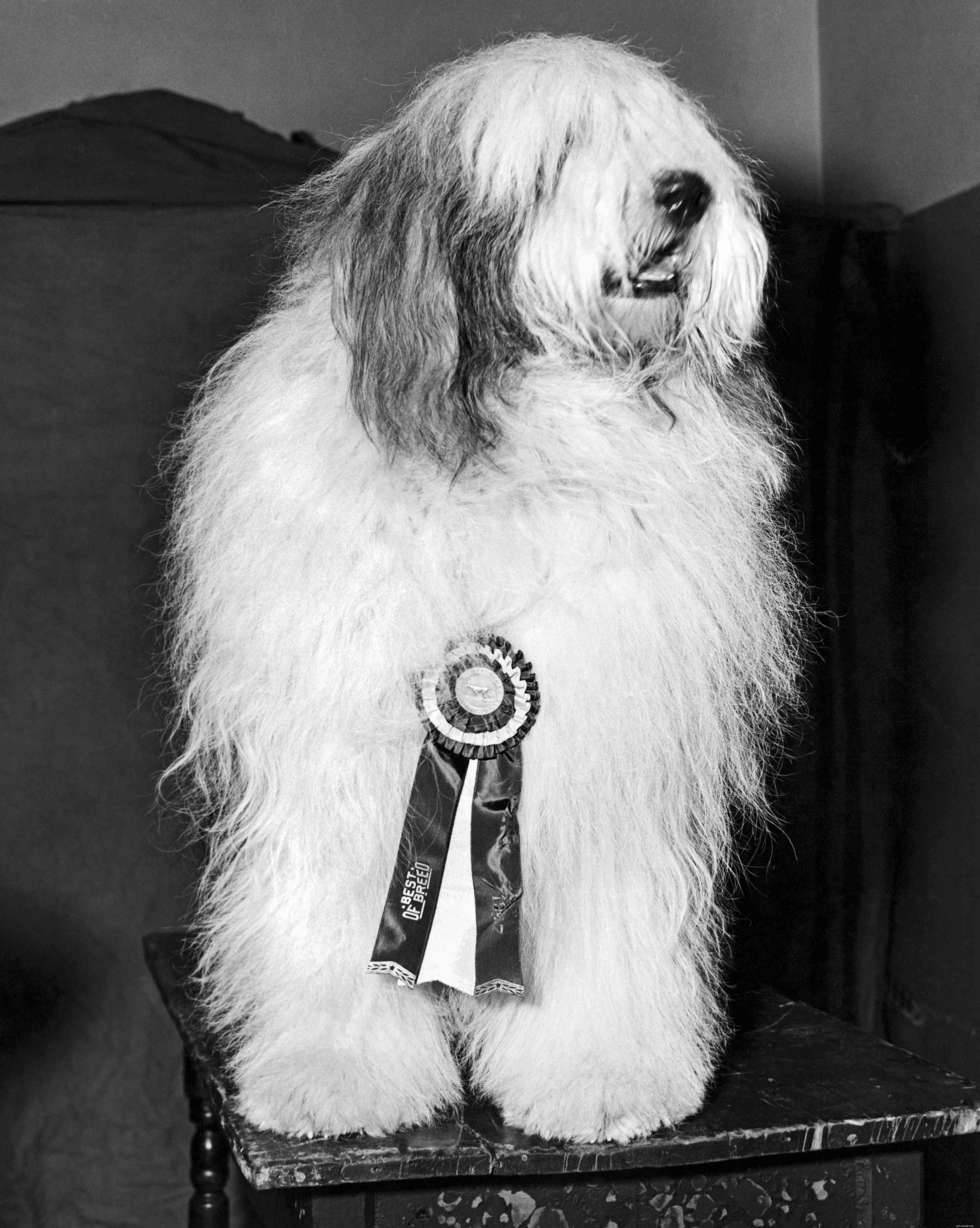 Ancien chien de berger anglais :caractéristiques et soins de la race de chien