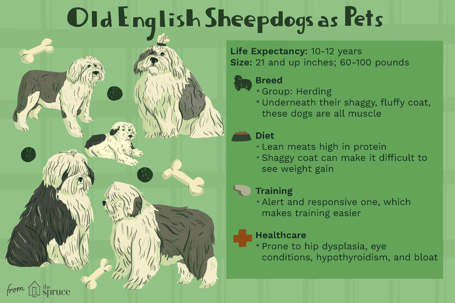 Starý anglický ovčák:Charakteristika a péče o plemeno psa