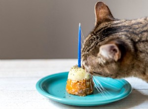 Jak vyrobit speciální dort pro vaše kočky k narozeninám